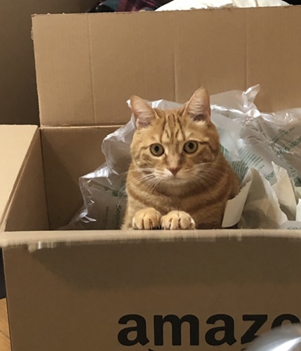 猫　Amazonの箱も好き