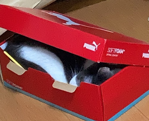 猫と靴箱