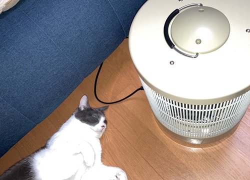 猫におそすめの暖房器具