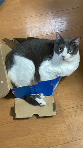 猫が好き　スニーカーの箱